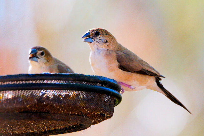 Capucin bec-de-plomb à la mangeoire