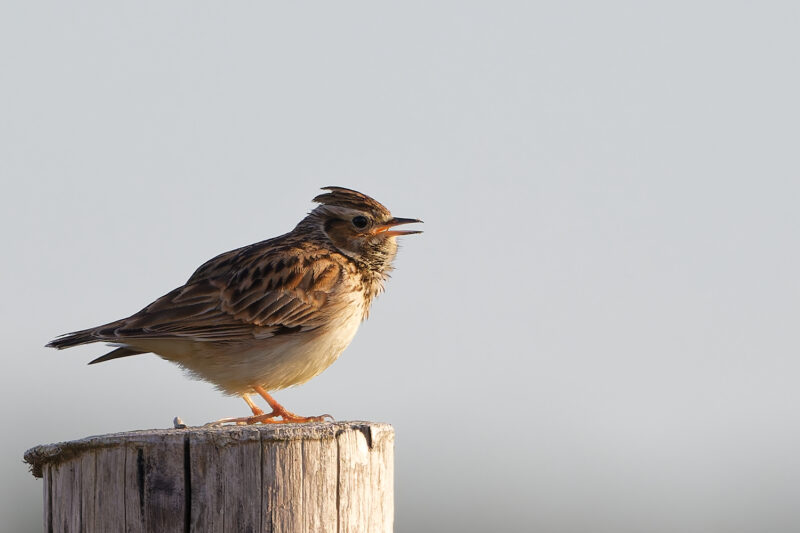 Alouette lulu chantant