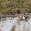 Canard siffleur mâle en Vendée