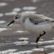 Bécasseau sanderling