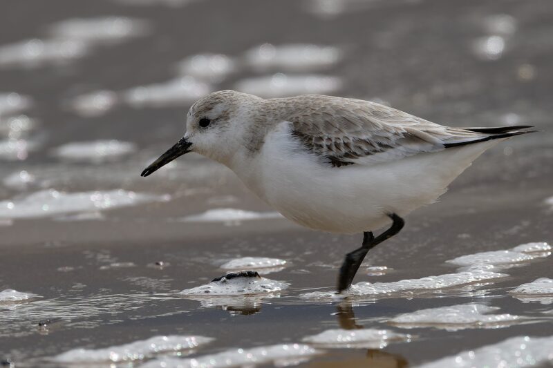Bécasseau sanderling