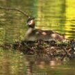 Grèbe huppé sur son nid