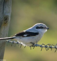 Festival nature « L’Happy Grièche »