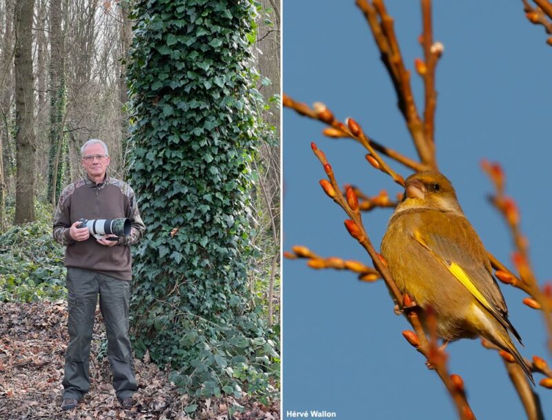 Test du Canon RF 100-500 mm et choix d’un super téléobjectif pour photographier les oiseaux