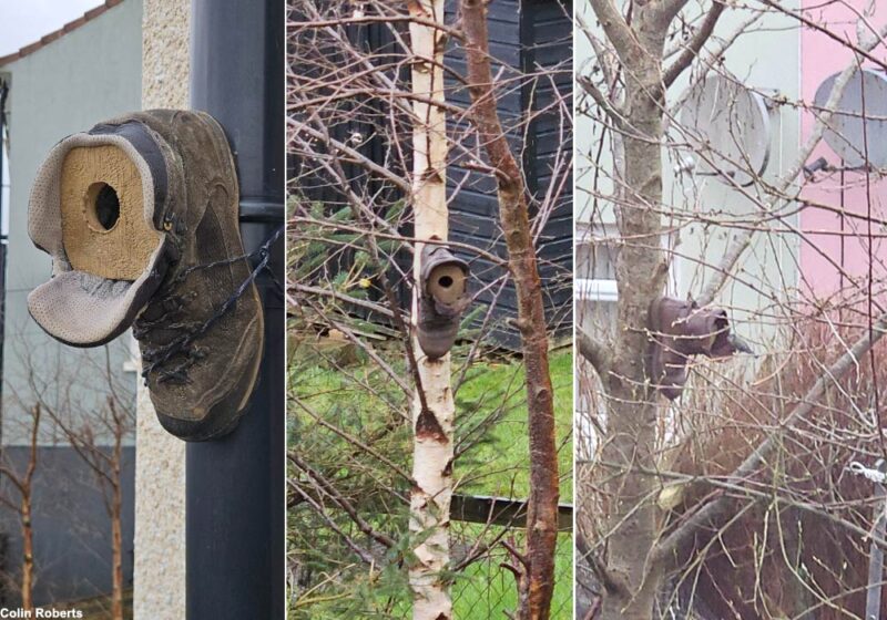 Recycler une vieille chaussure en la transformant en nichoir ou en abri hivernal pour les oiseaux