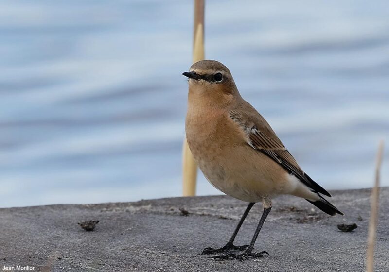 Les bâtiments d’élevage, même intensif, peuvent servir de refuges inattendus pour certains oiseaux nicheurs menacés