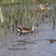 Gallinule africaine près d’Ajaccio