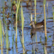 Gallinule africaine en Corse