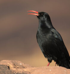 Neuvième édition du festival « Latitudes animales »