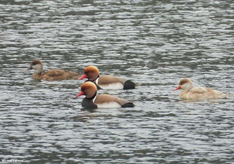 Nette rousse isabelle