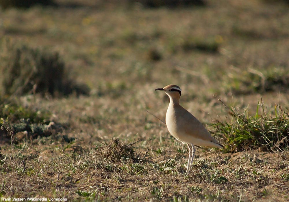 Courvite isabelle (Cursorius cursor)