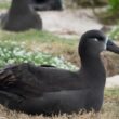 Un projet prometteur de création d’une colonie d’Albatros à pieds noirs sur l’île de Guadalupe (Mexique) à partir d’œufs couvés par des Albatros de Laysan