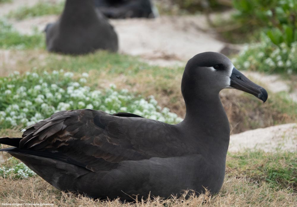 Albatros à pieds noirs (Phoebastria nigripes)
