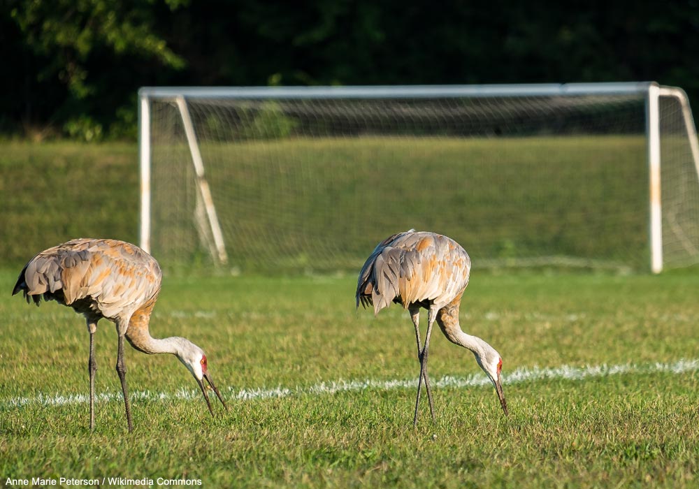 Grues du Canada (Antigone canadensis)