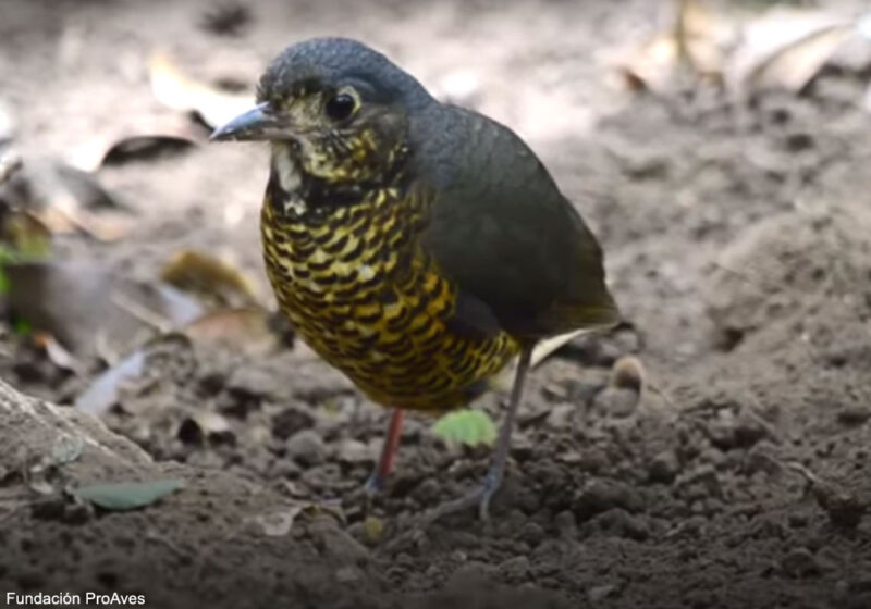 Découverte d’une nouvelle espèce de passereau du genre Grallaria dans la Sierra Nevada de Santa Marta (Colombie)