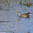 Observation d’une Gallinule africaine près d’Ajaccio (Corse-du-Sud) le 7 mars 2024