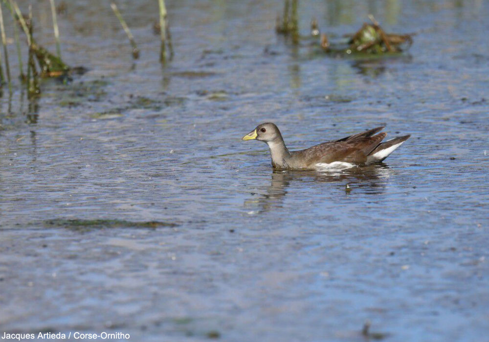 Gallinule africaine (Paragallinula angulata) immature