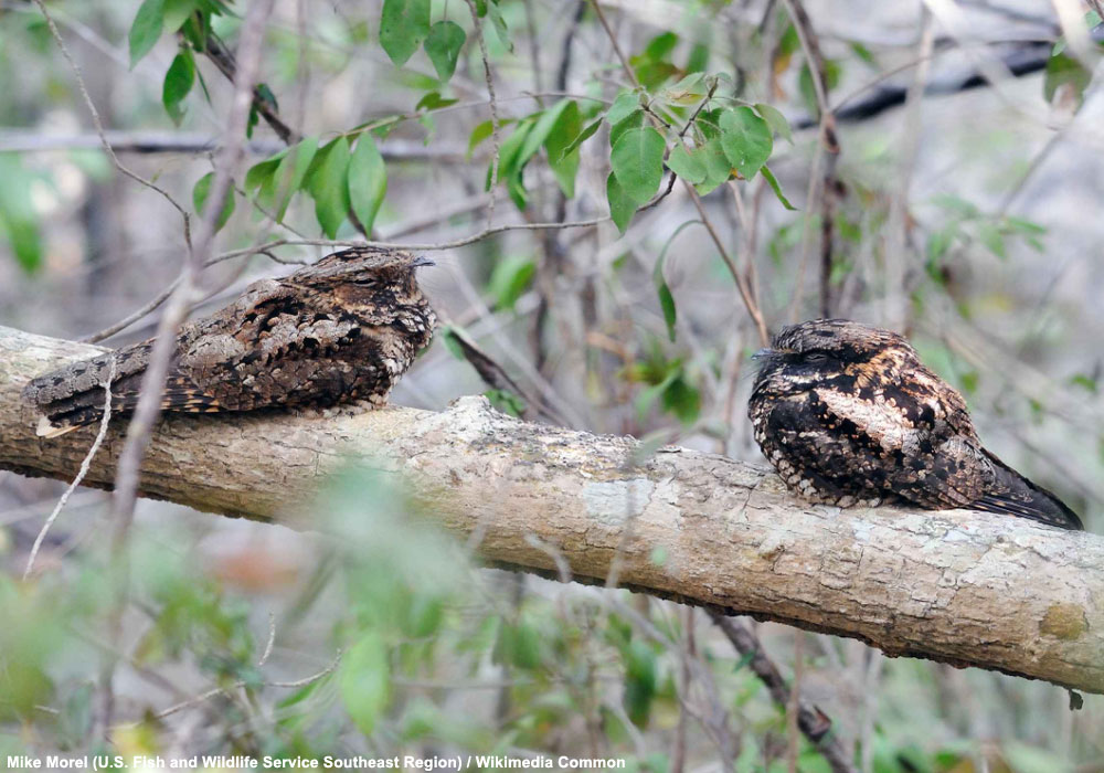 Engoulevents de Porto Rico (Antrostomus noctitherus)