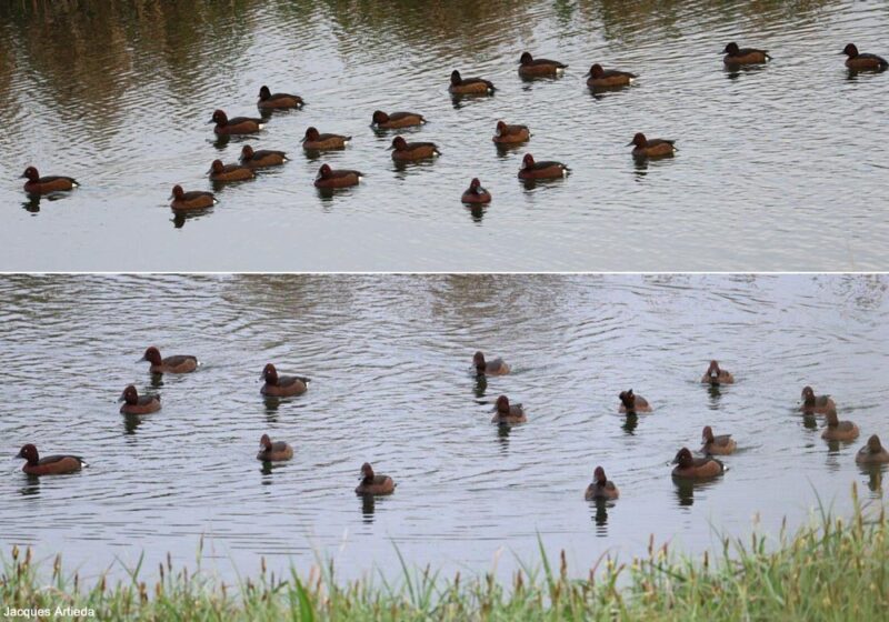 Observation remarquable d’un groupe de 19 Fuligules nyrocas près d’Ajaccio (Corse-du-Sud) le 19 mars 2024