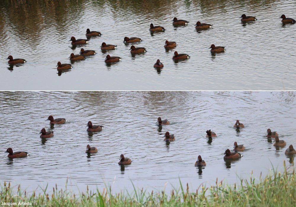 Fuligules nyrocas (Aythya nyroca)