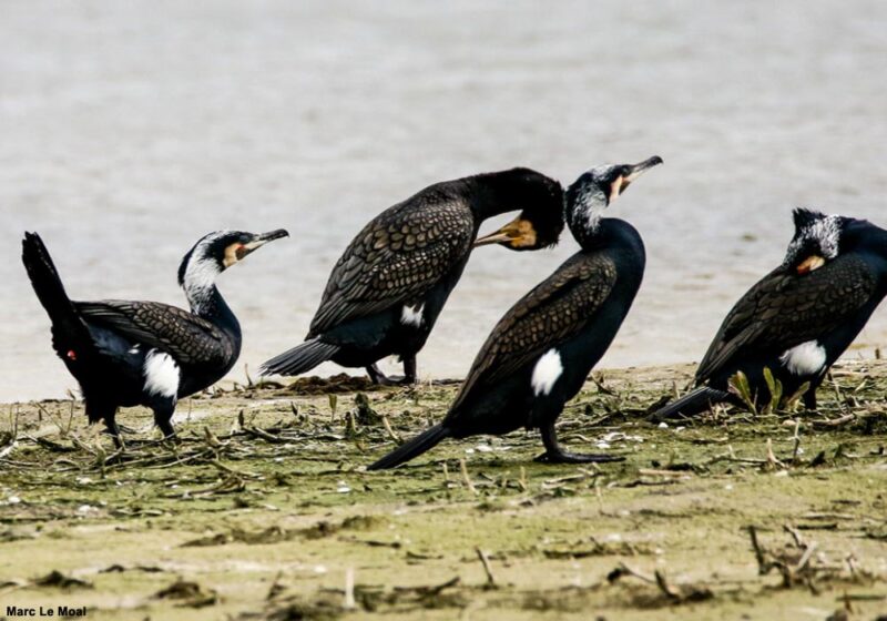 Pourquoi les Grands Cormorans continentaux « empêchent-ils » la sous-espèce atlantique de progresser à l’intérieur des terres ?
