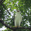 Premier cas confirmé de la nidification de l'Aigle noir et blanc en Argentine