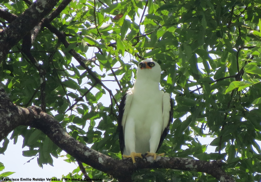Aigle noir et blanc (Spizaetus melanoleucus) adulte
