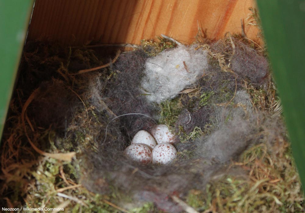 Les œufs des Mésanges charbonnières