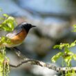 Identifier les oiseaux des jardins et des parcs au printemps et en été