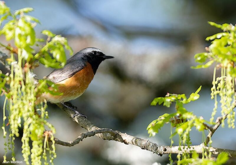 Identifier les oiseaux des jardins et des parcs au printemps et en été