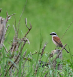 Seconde édition des Rencontres Naturalistes d’Occitanie