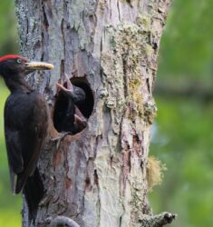 Sixième Festival « Territoires sauvages »