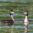 Grèbes huppés