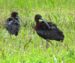 19-Ibis falcinelle | Plegadis falcinellus | Glossy Ibis