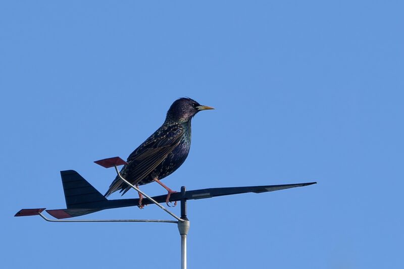Étourneau sansonnet « ayant perdu le Nord »
