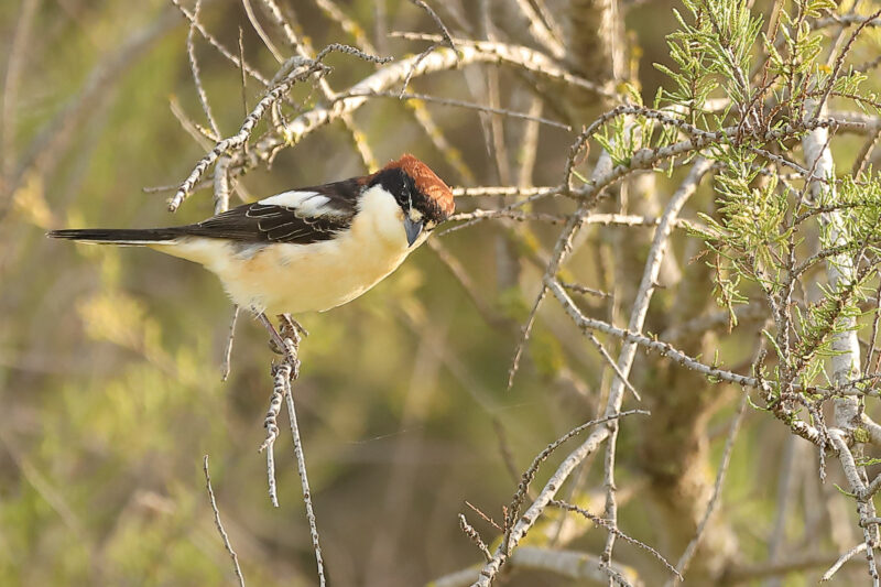 Pie-grièche à tête rousse des Baléares en migration