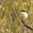 Pie-grièche à tête rousse des Baléares en Camargue