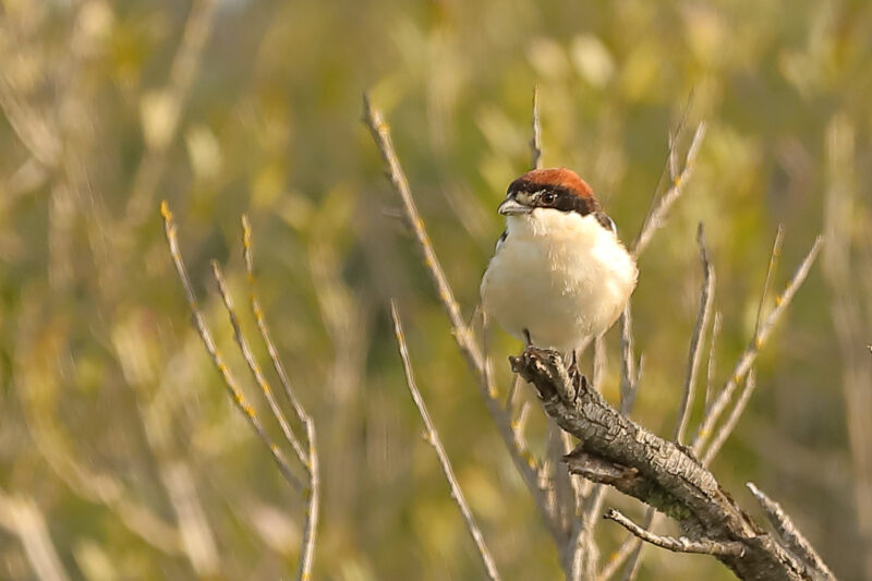 Pie-grièche à tête rousse des Baléares en Camargue