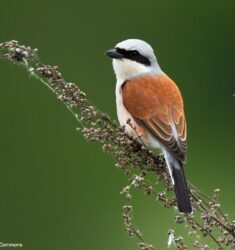 Balade ornithologique dans les chaumes d’Avon (Deux-Sèvres)