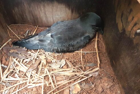 Angélique Pagenaud (Bird Conservation New Caledonia) nous en dit plus sur la protection des oiseaux marins néo-calédoniens