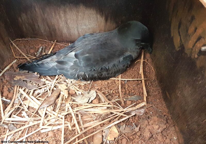 Angélique Pagenaud (Bird Conservation New Caledonia) nous en dit plus sur la protection des oiseaux marins néo-calédoniens