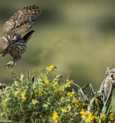 Exposition « Drôles de rapaces »