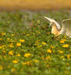 16ème Festival de la Camargue et du Delta du Rhône