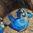 Les mystérieux Aras hyacinthes « nains » du Pantanal brésilien