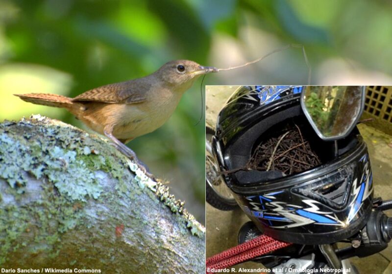 Un couple de Troglodytes australs tente de construire un nid dans un casque de moto
