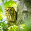 Premier cas documenté d’un rapace nocturne ayant mangé un gland !