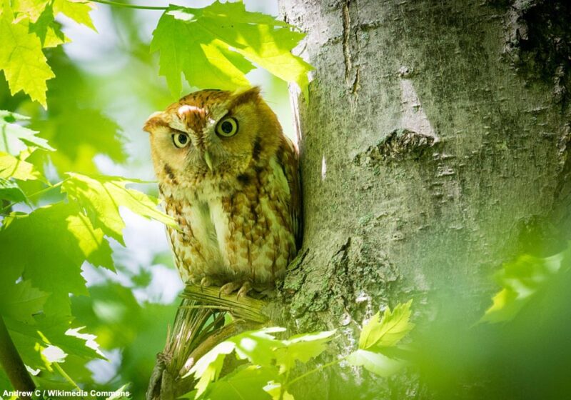 Premier cas documenté d’un rapace nocturne ayant mangé un gland !