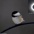 Augmentation inattendue du nombre de captures d’oiseaux migrateurs lors d’une éclipse solaire