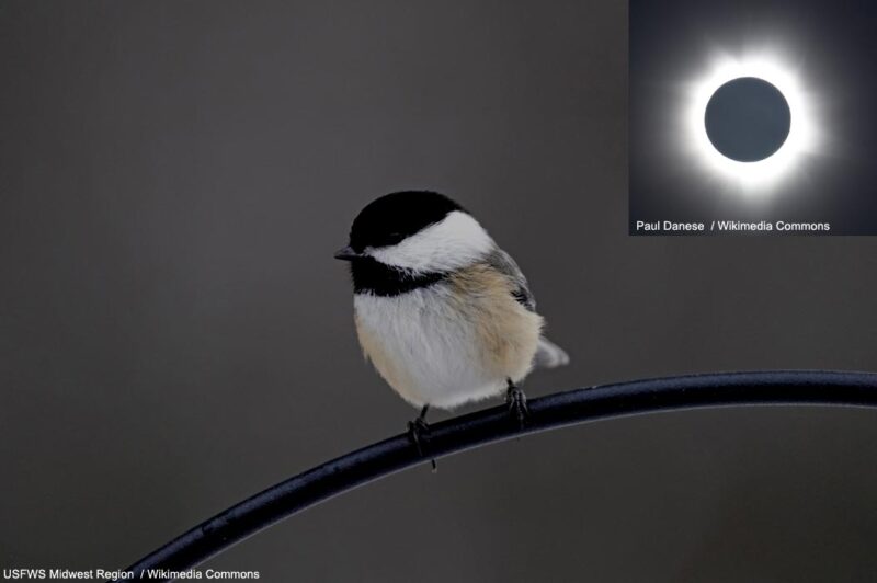 Augmentation inattendue du nombre de captures d’oiseaux migrateurs lors d’une éclipse solaire