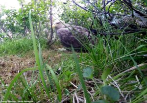 Pygargue à queue blanche (Haliaeetus albicilla) femelle s'apprêtant à couver des œufs d'Oies cendrées (Anser anser)